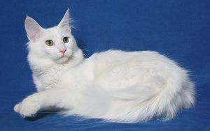 آنقره‌ ترکیه ای