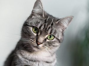 مو کوتاه امریکایی