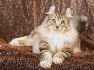 کرل امریکایی