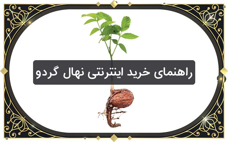 راهنمای خرید اینترنتی نهال گردو در تابستان 1400