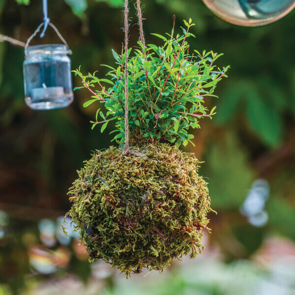 کوکودما یکی از عجایب گیاهان رونده با اکوسیستمی عجیب