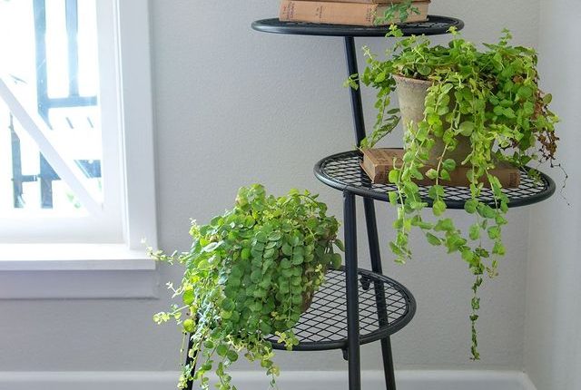 گیاهان رونده آپارتمانی روی استندهای زیبا برای خانه های کوچک