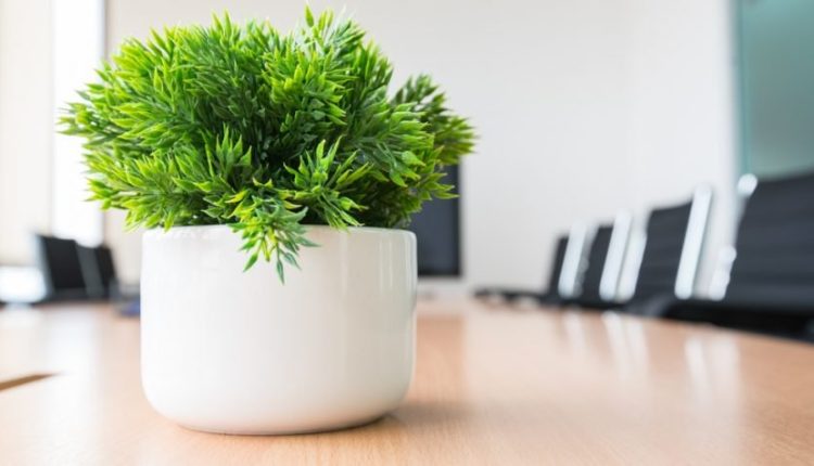 ۵ نکته برای پرورش و نگهداری گیاهان زیبا در محل کار