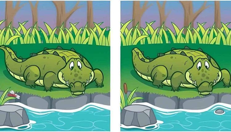 تست هوش تصویری تفاوت بین دو تصویر تمساح