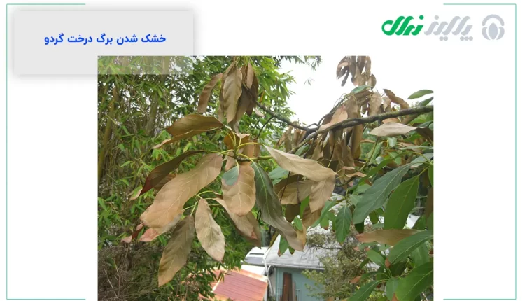 علت خشک شدن برگ درخت گردو درتابستان